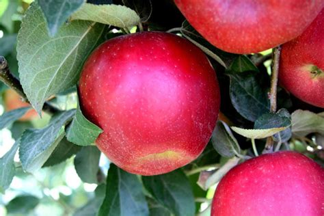 Cosmic crisp apple tree. Things To Know About Cosmic crisp apple tree. 